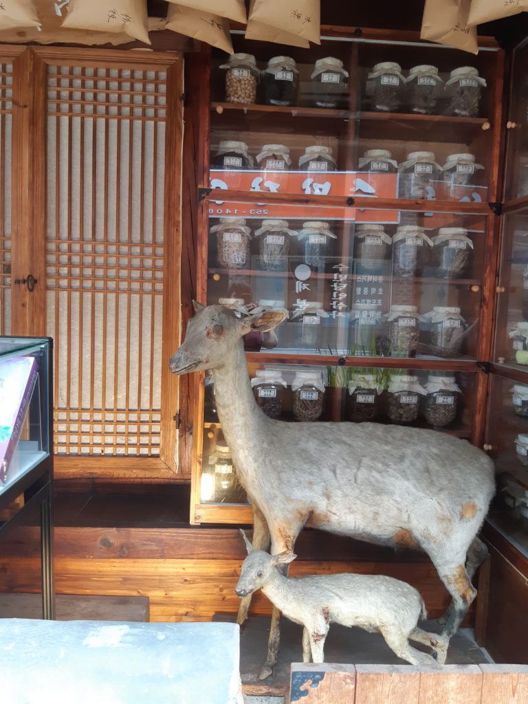 Exterior of a shop on Medicine Street in Daegu with jars in a glass display and a terrifying pair of taxidermied deer.